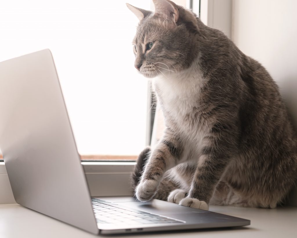 Cat using a laptop